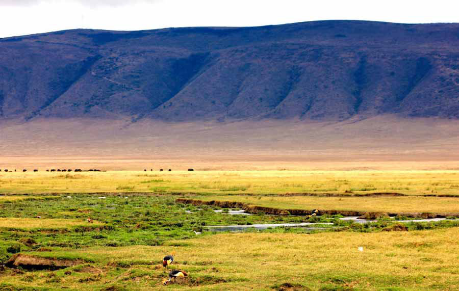 7، نجورونجورو كريتر، تقع في شمال تنزانيا. تعتبر فوهة البركان الأكثر الأجمل في العالم. وهناك نظام بيئي كامل يجعلها تصبح واحدة من عجائب العالم الجديدة، والمعروفة باسم "عدن أفريقيا".