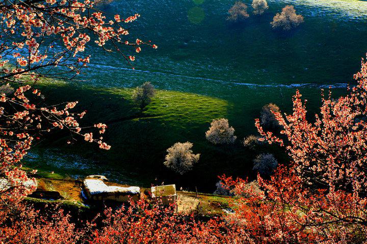 خيمة ماغولية محاطة بأزهار المشمش في شينجيانغ  (5)