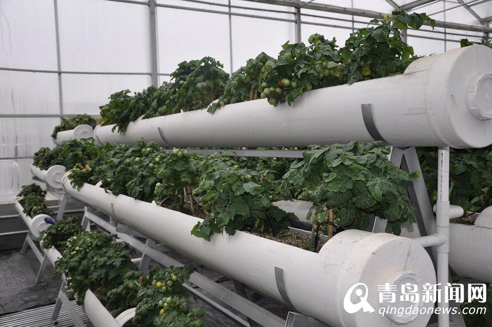 "الخضراوات من الفضاء" ستعرض في معرض تشينغداو العالمي للبستانية 2014  (10)