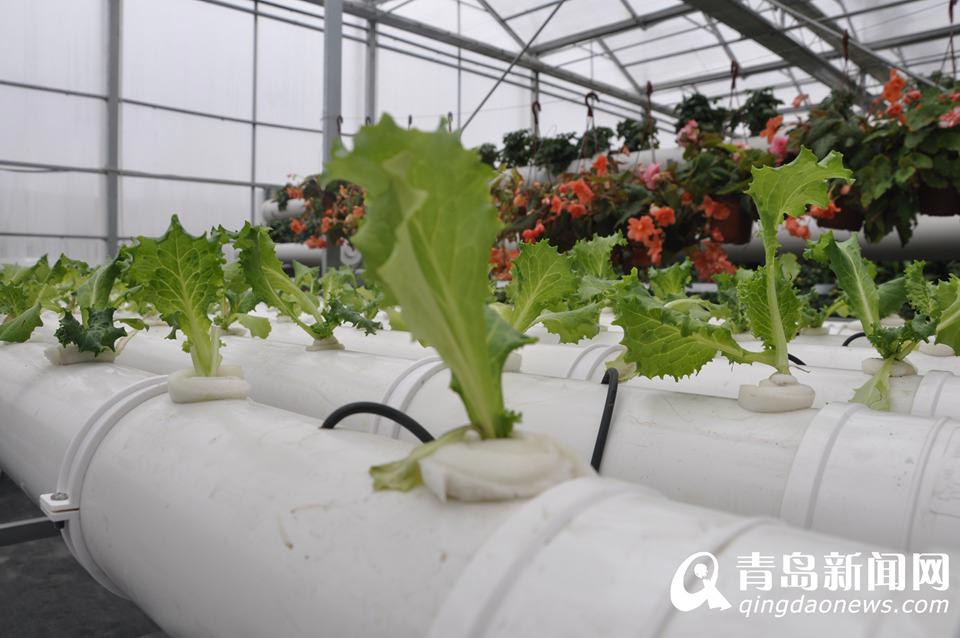 "الخضراوات من الفضاء" ستعرض في معرض تشينغداو العالمي للبستانية 2014  (12)