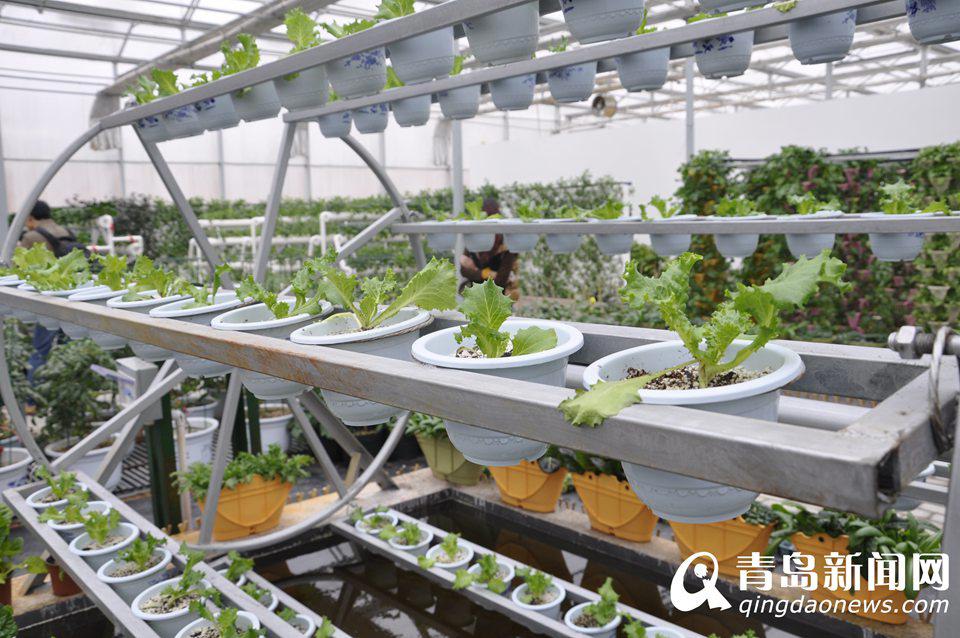 "الخضراوات من الفضاء" ستعرض في معرض تشينغداو العالمي للبستانية 2014  (9)