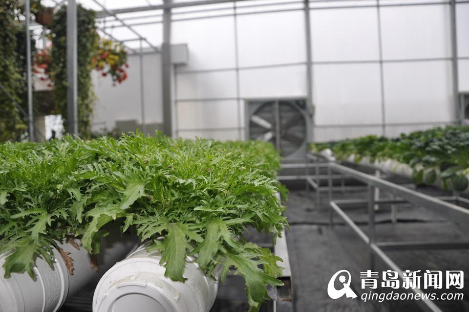 "الخضراوات من الفضاء" ستعرض في معرض تشينغداو العالمي للبستانية 2014  (13)