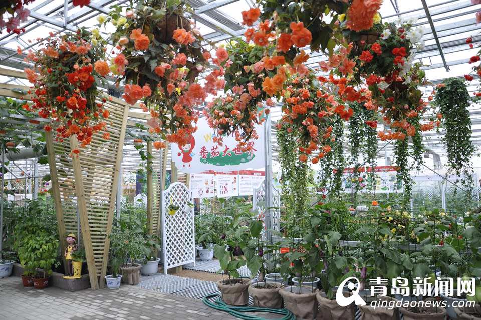 "الخضراوات من الفضاء" ستعرض في معرض تشينغداو العالمي للبستانية 2014 