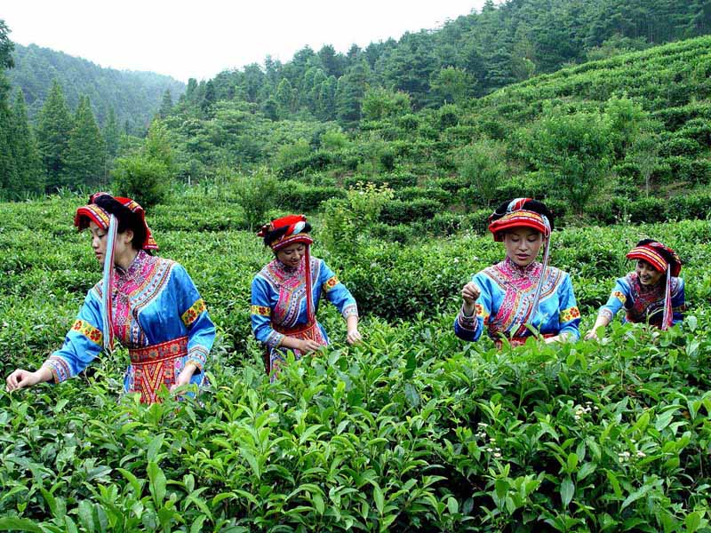الصين تشهد موسم ذروة لقطف الشاي الربيعي  (11)