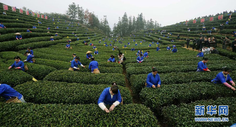 الصين تشهد موسم ذروة لقطف الشاي الربيعي  (3)