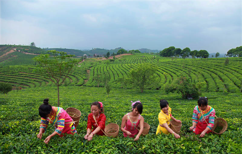 الصين تشهد موسم ذروة لقطف الشاي الربيعي  (9)