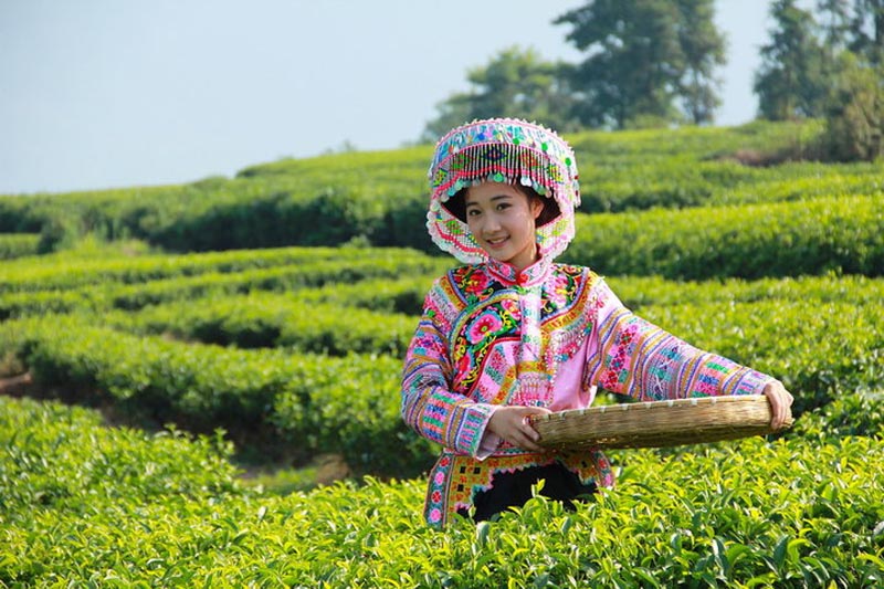 الصين تشهد موسم ذروة لقطف الشاي الربيعي  (13)