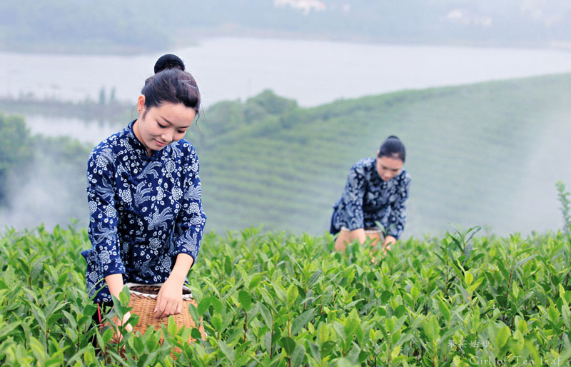 الصين تشهد موسم ذروة لقطف الشاي الربيعي  (14)