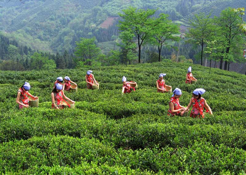 الصين تشهد موسم ذروة لقطف الشاي الربيعي  (2)