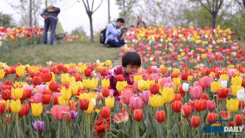 أزهار الزنبق الهولندية التى أسمتها زوجة الرئيس الصيني ستعرض ببكين (2)