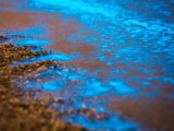 ظهور بريق في بحر داليان يشبه نهر من النجوم 