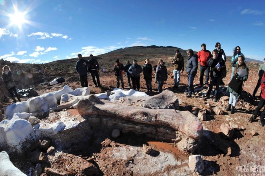 اكتشاف أكبر أحفور ديناصوري  في العالم بالأرجنتين  (2)