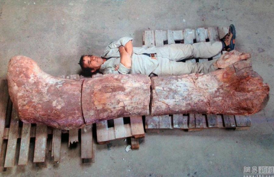 اكتشاف أكبر أحفور ديناصوري  في العالم بالأرجنتين 