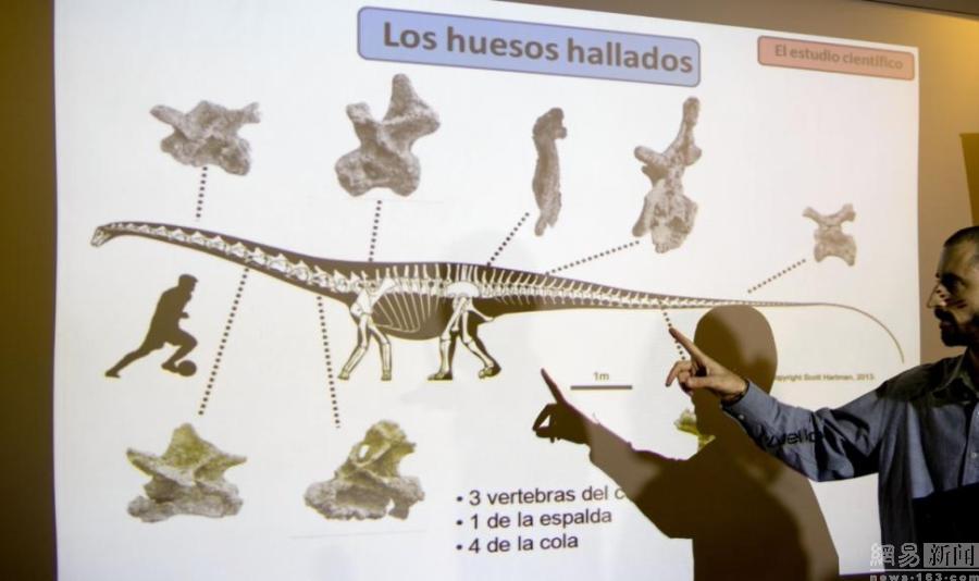 اكتشاف أكبر أحفور ديناصوري  في العالم بالأرجنتين  (4)