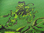 ظهور"لوحات ثلاثية الأبعاد على حقول الأرز" في مدينة شنيانغ الصينية 
