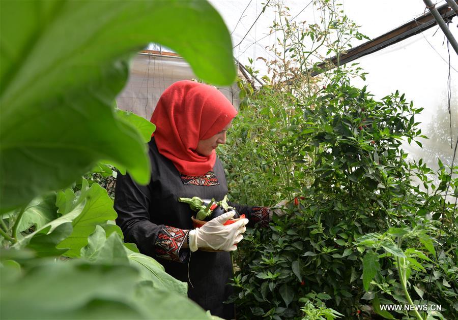 مقالة : مهندسة زراعية تنشئ أول مزرعة مائية في غزة