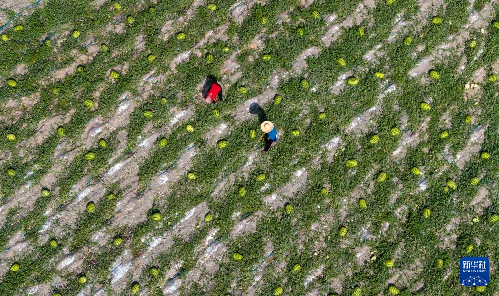 تشونغوي، نينغشيا: بطيخ صحراء جوبي متوفر في الأسواق