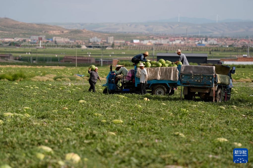 تشونغوي، نينغشيا: بطيخ صحراء جوبي متوفر في الأسواق