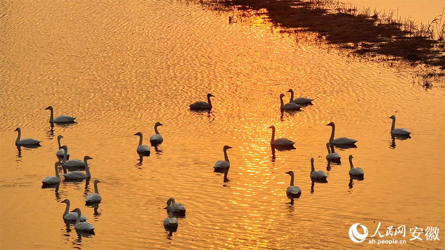 تجمع البجع في خفي بمقاطعة آنهوي يخلق مشهدًا بيئيًا خلابًا