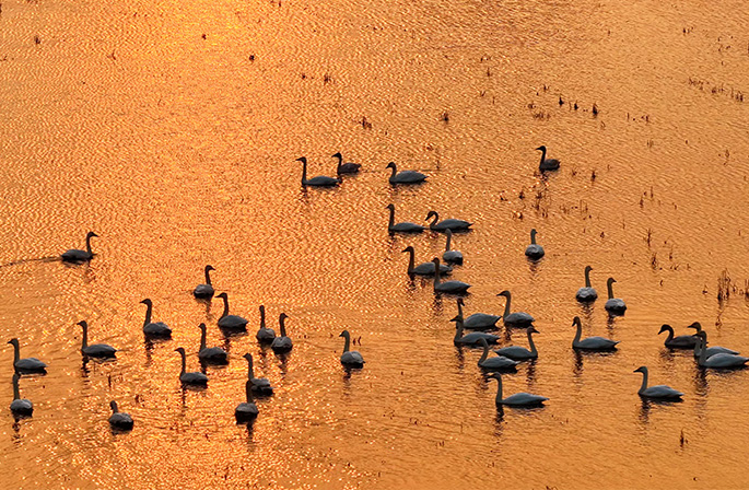 تجمع البجع في خفي بمقاطعة آنهوي يخلق مشهدًا بيئيًا خلابً