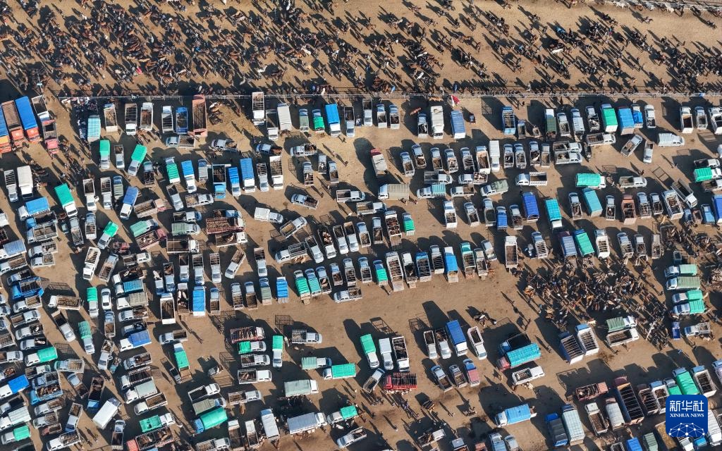 وسيط بيع الماشية .. حلقة وصل يربط بين المراعي والأسواق في شينجيانغ