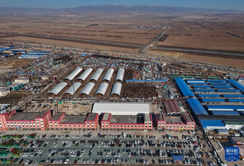 وسيط بيع الماشية .. حلقة وصل يربط بين المراعي والأسواق في شينجيانغ