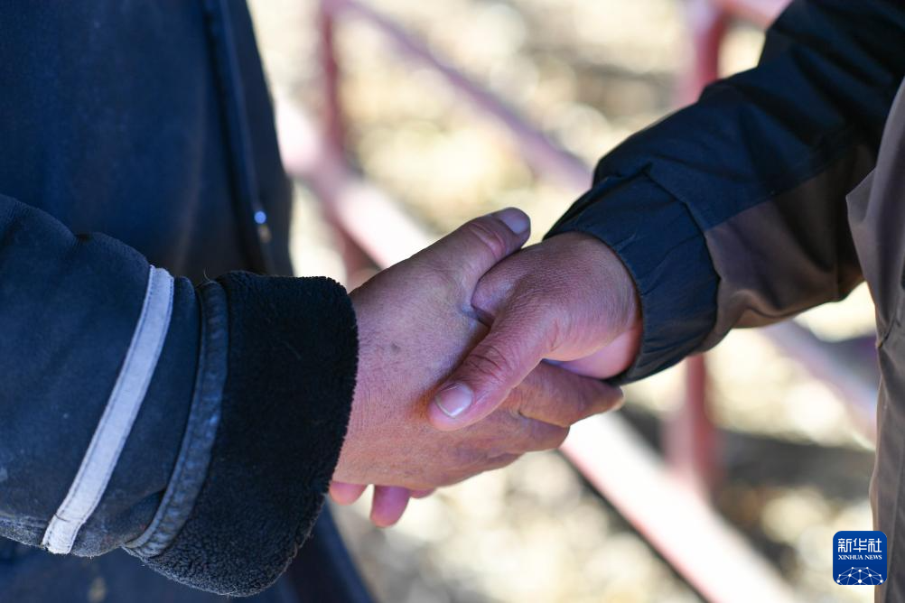 وسيط بيع الماشية .. حلقة وصل يربط بين المراعي والأسواق في شينجيانغ