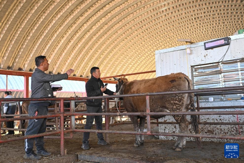 وسيط بيع الماشية .. حلقة وصل يربط بين المراعي والأسواق في شينجيانغ