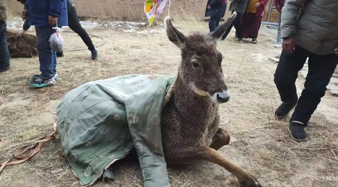 في جوٍّ متجمّد… الشرطة والمواطنون يتعاونون لإنقاذ ثلاثة غزلان نادرة