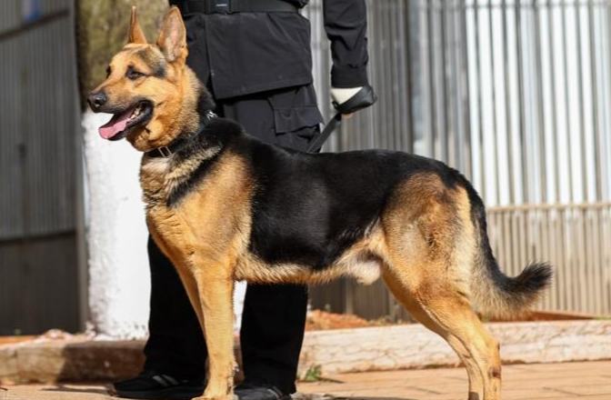 اكتشاف قاعدة تدريب كلاب الشرطة في كونمينغ