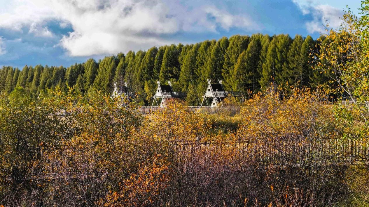 من أرض قاحلة إلى جنة خضراء، سايهانبا تصنع نموذجا عالميا للغابات الاصطناعية