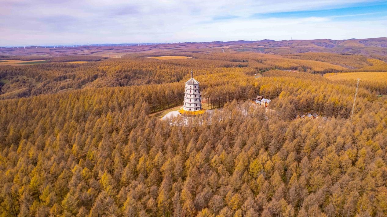 غابات سايهانبا الاصطناعية. تصوير سون تشان جيون