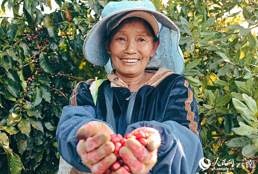 شوانغجيانغ، يوننان: ثمار البن الحمراء والذهبية تُغطي سفوح التلال، ومزارعو البن يرحبون بموسم حصاد وفير