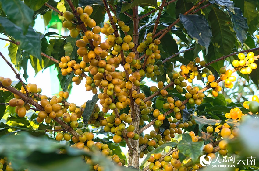 شوانغجيانغ، يوننان: ثمار البن الحمراء والذهبية تُغطي سفوح التلال، ومزارعو البن يرحبون بموسم حصاد وفير
