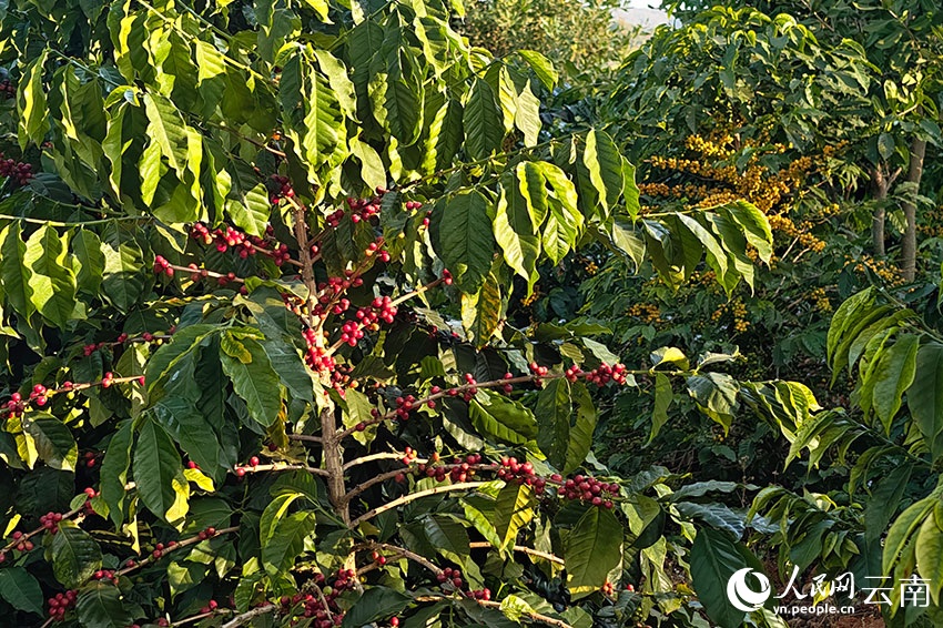 شوانغجيانغ، يوننان: ثمار البن الحمراء والذهبية تُغطي سفوح التلال، ومزارعو البن يرحبون بموسم حصاد وفير