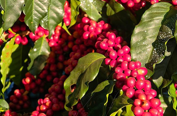 شوانغجيانغ، يوننان: ثمار البن الحمراء والذهبية تُغطي سفوح التلال، ومزارعو البن يرحبون بموسم حصاد وفير