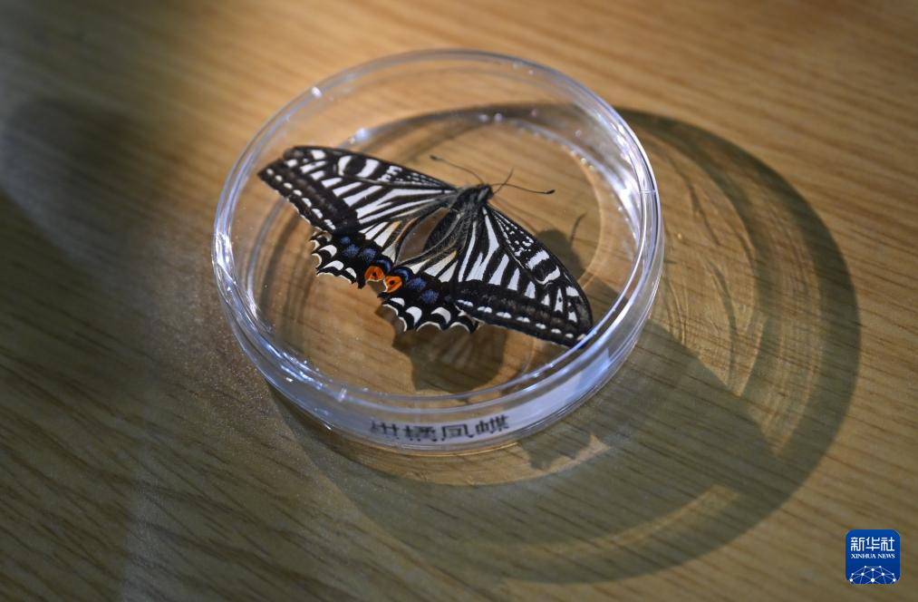 مقالة : تجربة فضائية صينية تشهد خروج فراشة في المدار