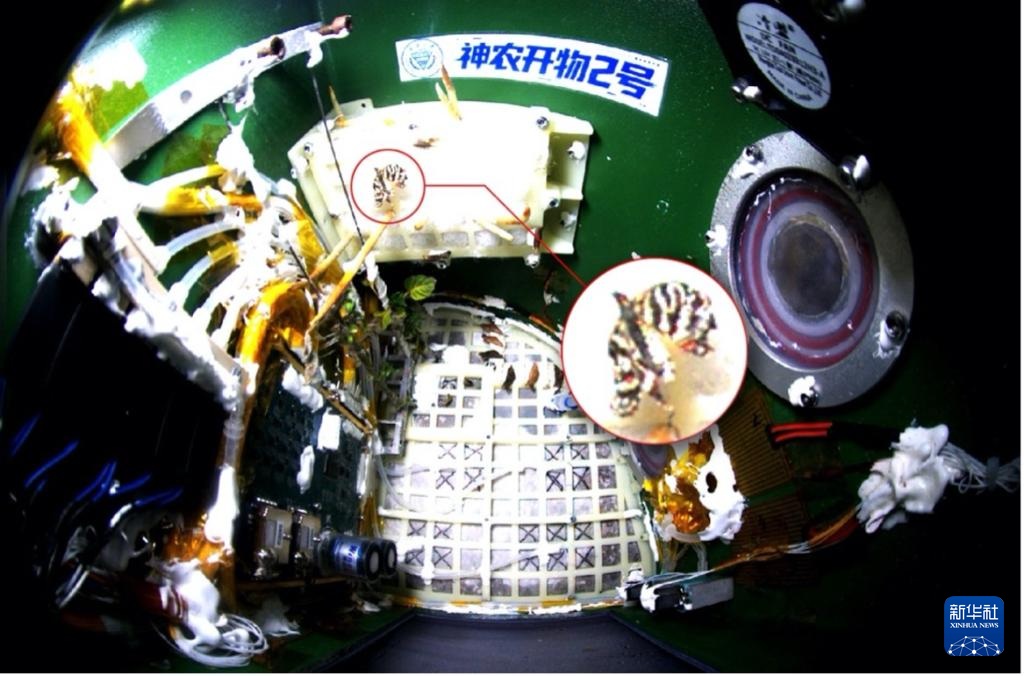 مقالة : تجربة فضائية صينية تشهد خروج فراشة في المدار