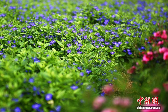 يوتشونغ تُزوّد السوق الصينية بـ14 صنفا من الزهور الصالحة للأكل