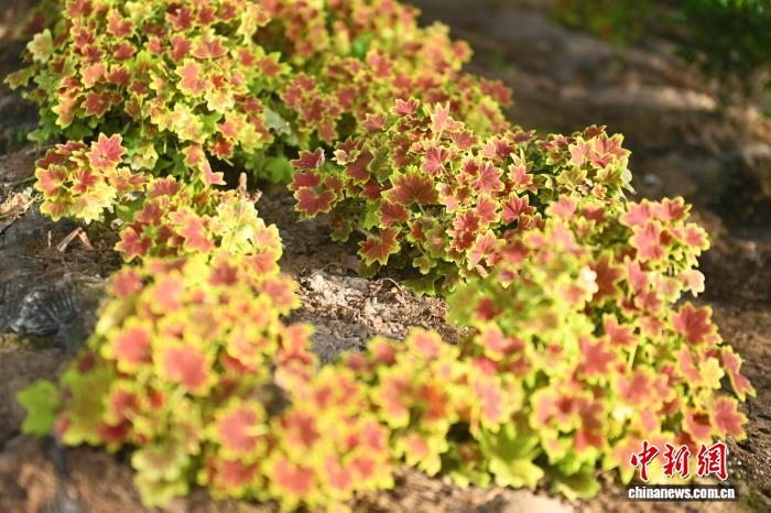 يوتشونغ تُزوّد السوق الصينية بـ14 صنفا من الزهور الصالحة للأكل