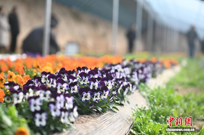 يوتشونغ تُزوّد السوق الصينية بـ14 صنفا من الزهور الصالحة للأكل