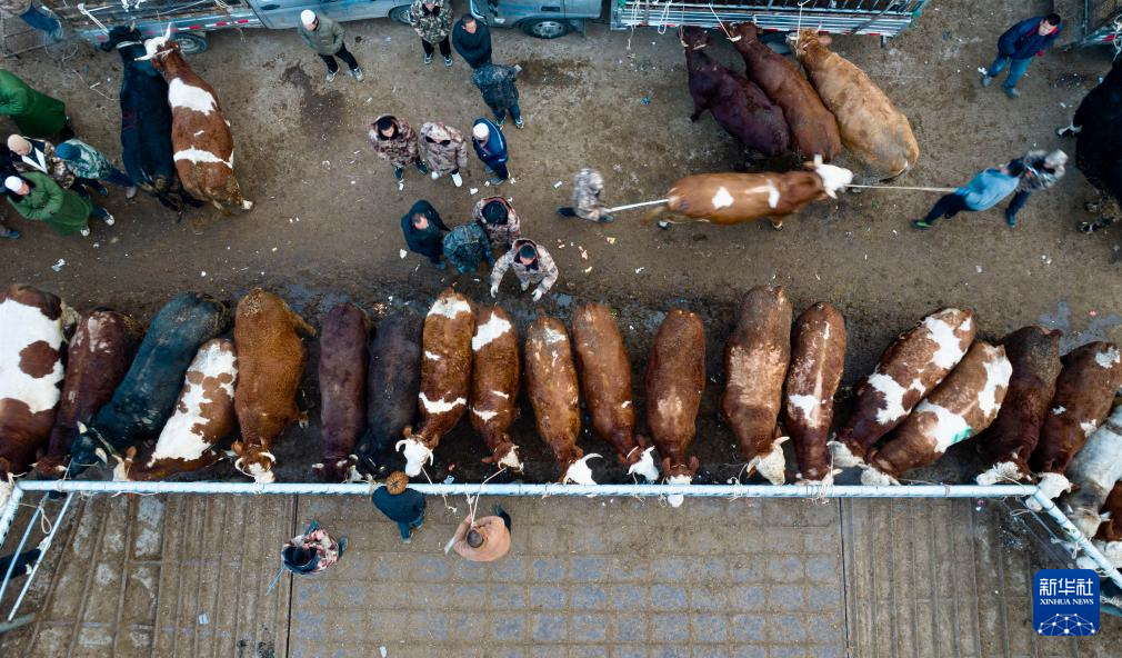 ازدهار أسواق الماشية في شيجي مع بدء فصل الربيع