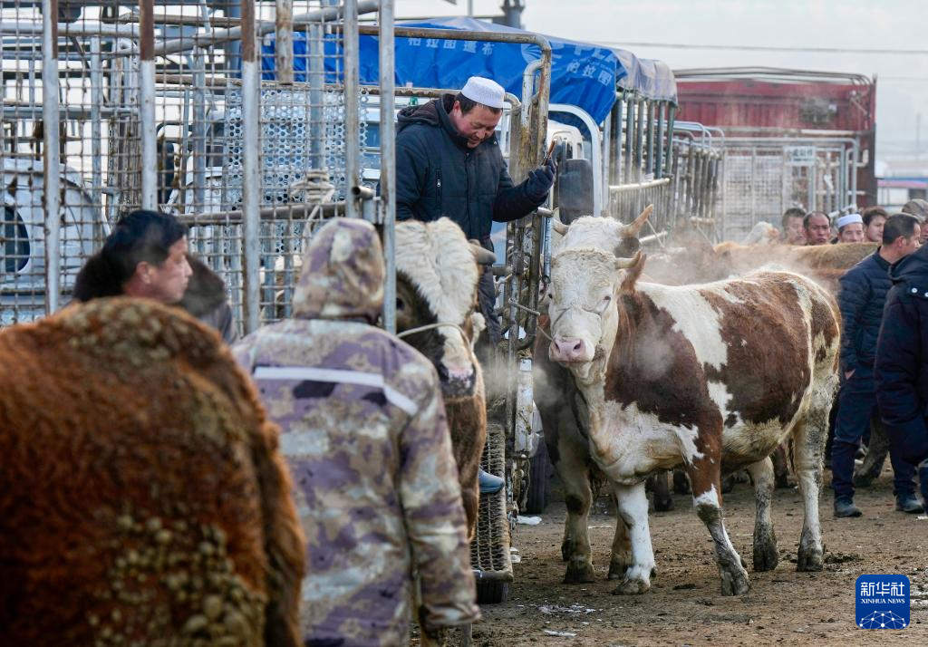 ازدهار أسواق الماشية في شيجي مع بدء فصل الربيع