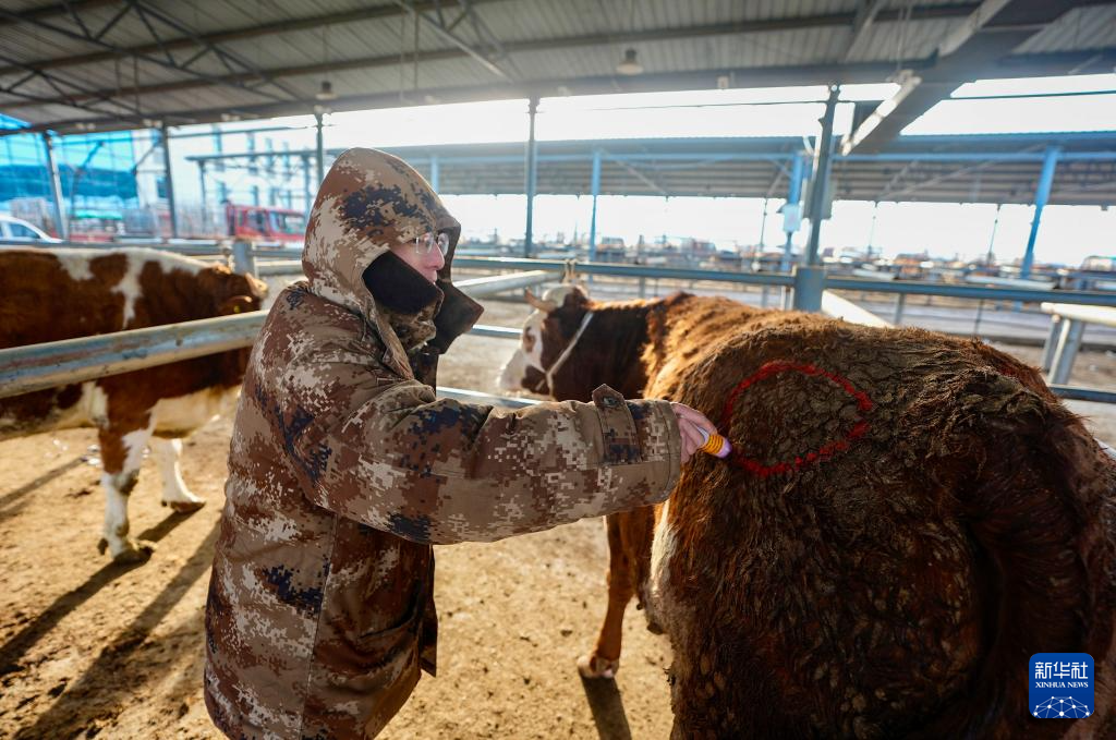 ازدهار أسواق الماشية في شيجي مع بدء فصل الربيع