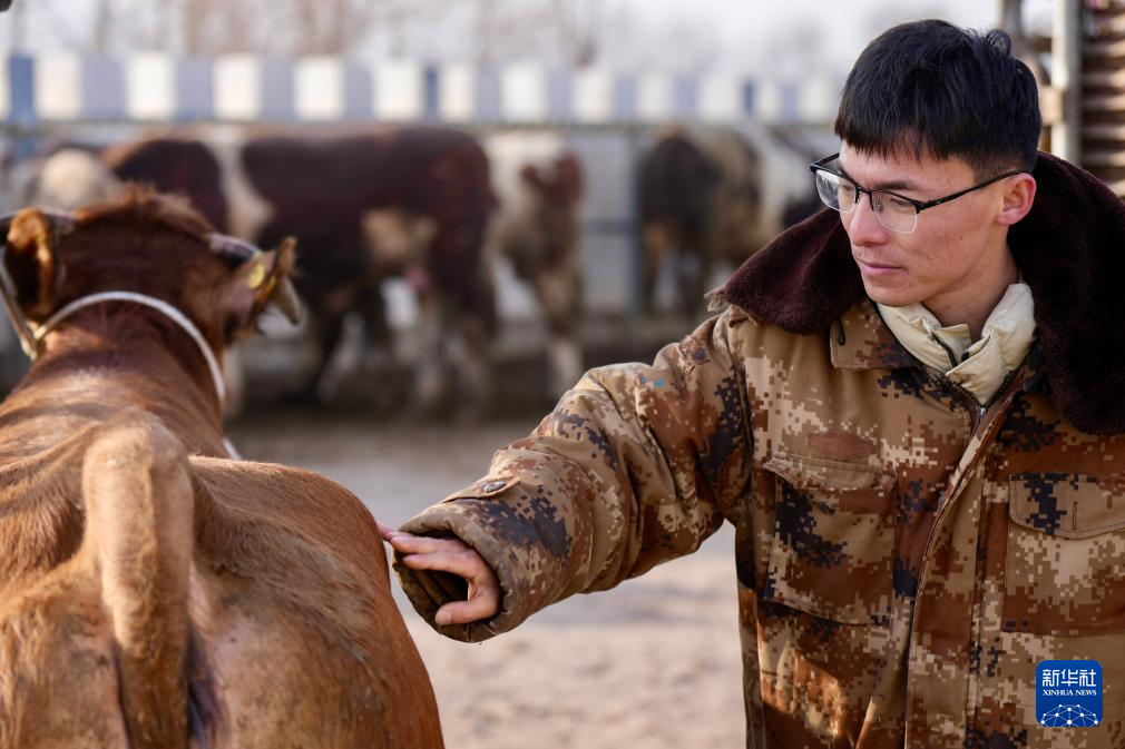 ازدهار أسواق الماشية في شيجي مع بدء فصل الربيع