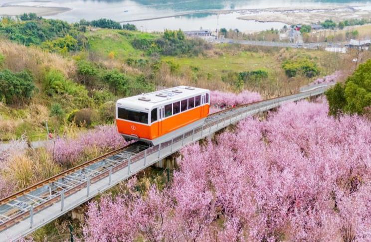الربيع يفرش درب الورود لركاب "تلفريك الزمن" في تشونغتشينغ