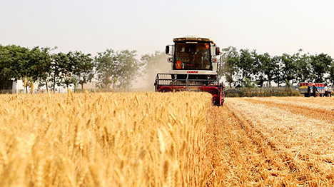 للعام الثاني على التوالي، إنتاج الصين من الحبوب يتجاوز 700 مليون طن