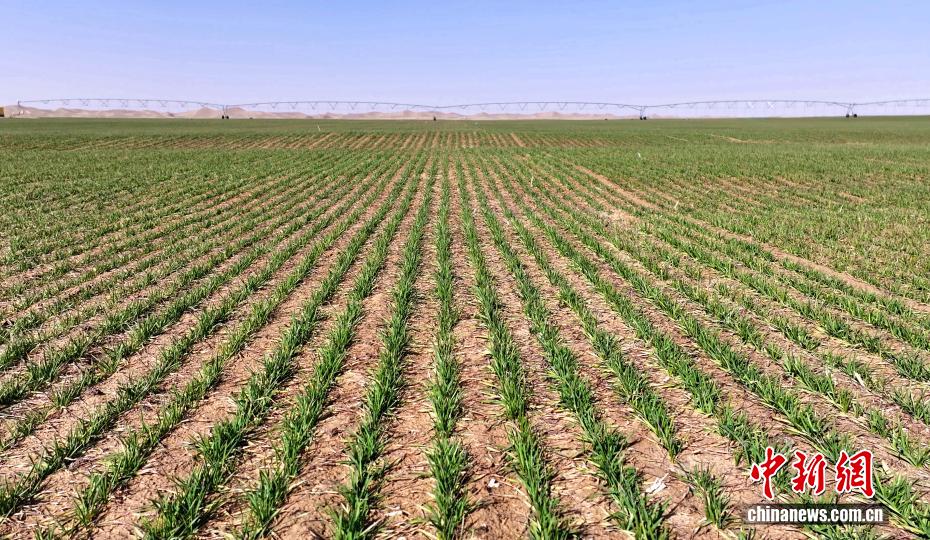شينجيانغ تنجح في إنبات القمح الشتوي بنسبة تفوق 90% على حافة صحراء تاكلامكان