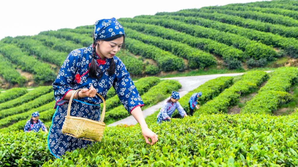 حصاد أوراق الشاي في الربيع في جنوب غربي الصين