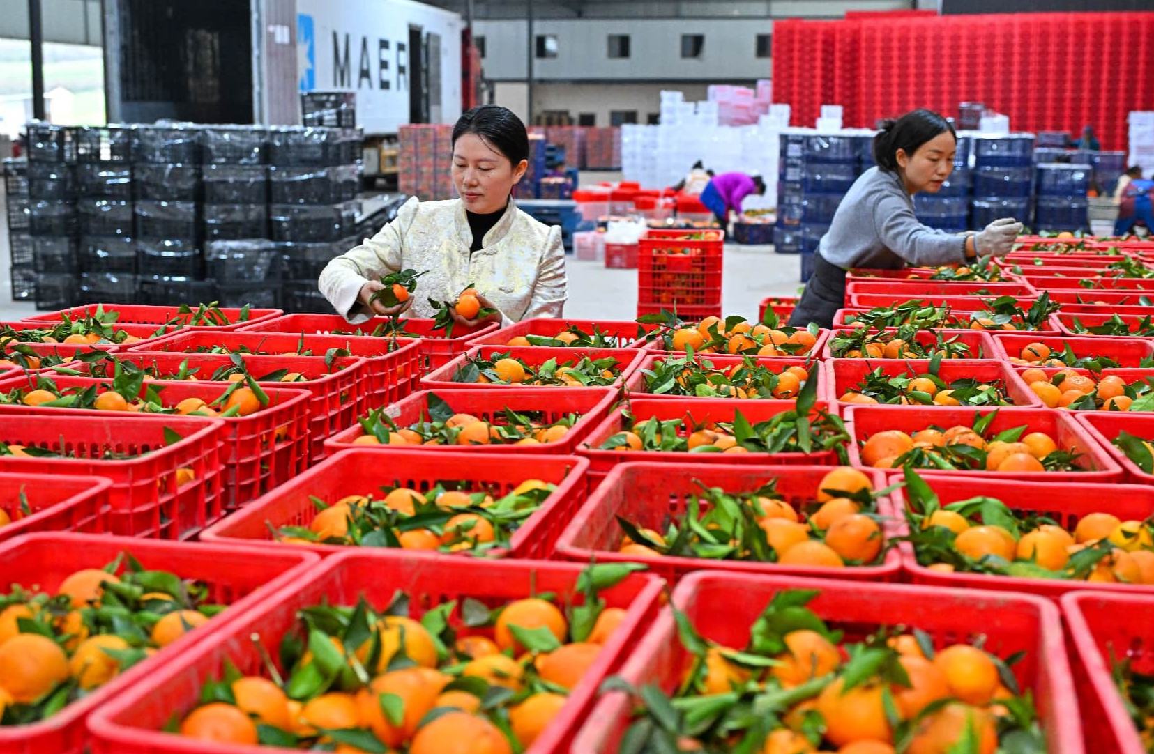 من الصين إلى العالم: الحمضيات الصغيرة تعبق في الأسواق الدولية
